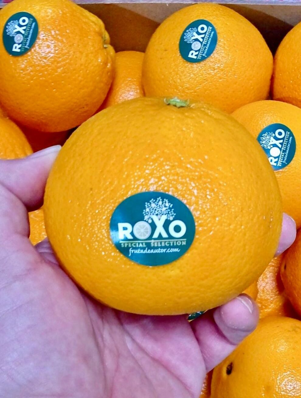 Clementines and Mandarins Anna Brand