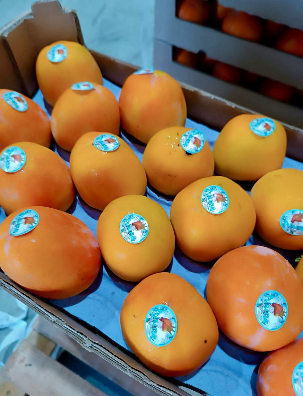 Persimmon Rojo Brillante Spain