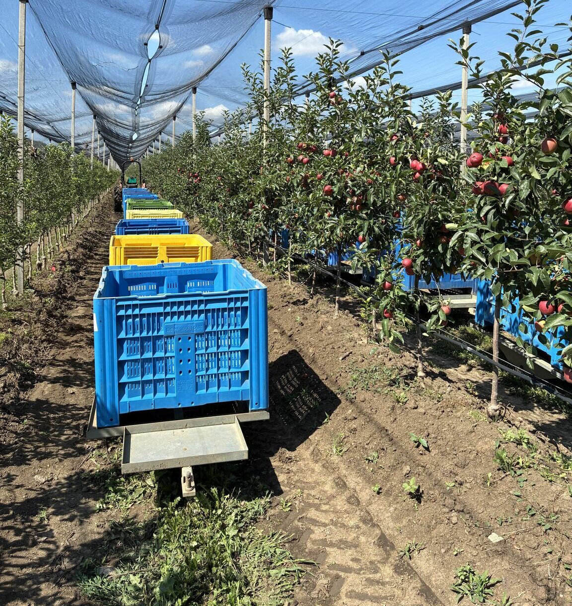 Spanish Fresh premium harvest