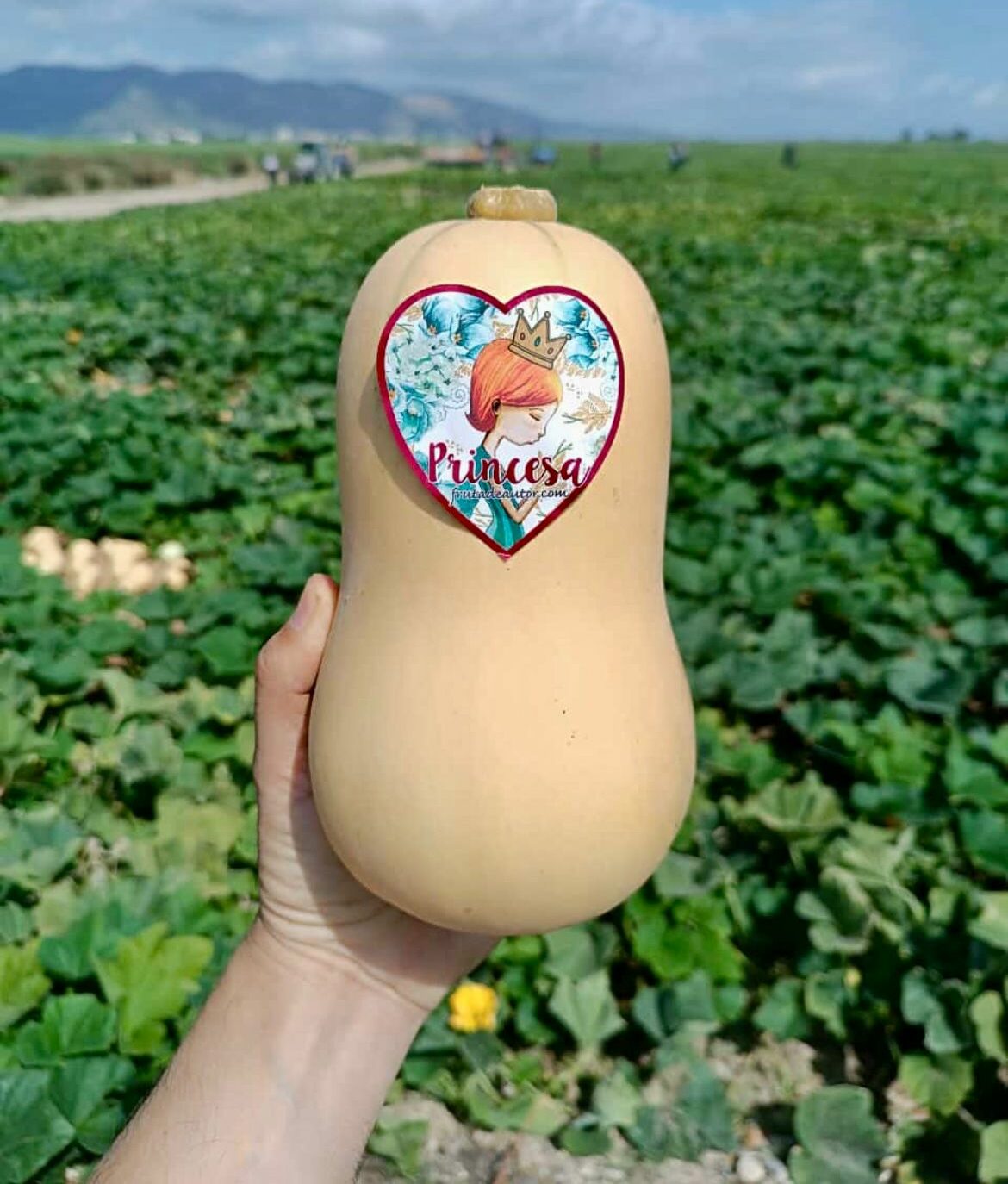 Pumpkins Butternut and Round Spain